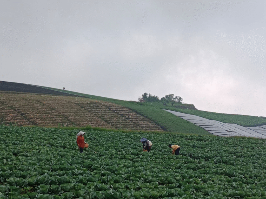 Panen kubis warga setempat