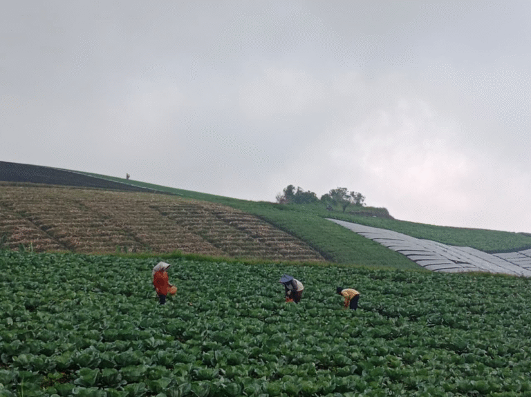 Panen kubis warga setempat