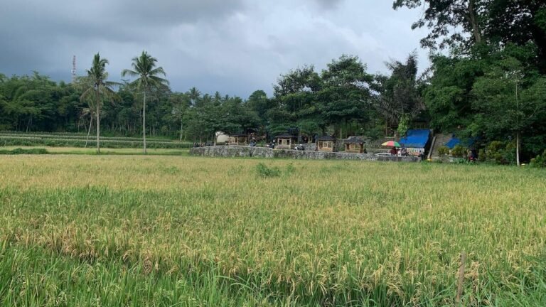 Pemandangan Sawah Sumber Sira