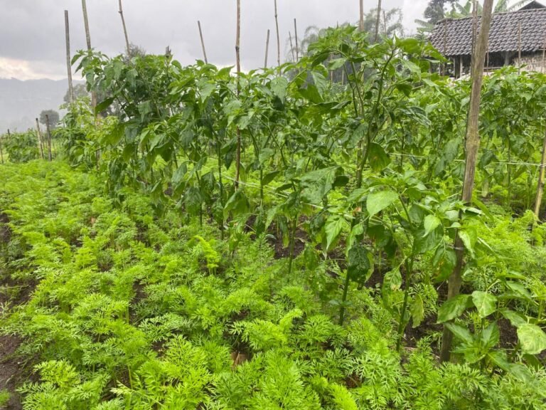 Hamparan tanaman cabai di Desa Wisata Edukasi Ngabab