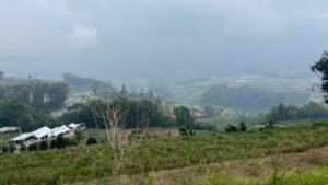 Pemandangan terasering hijau Desa Edukasi Ngabab