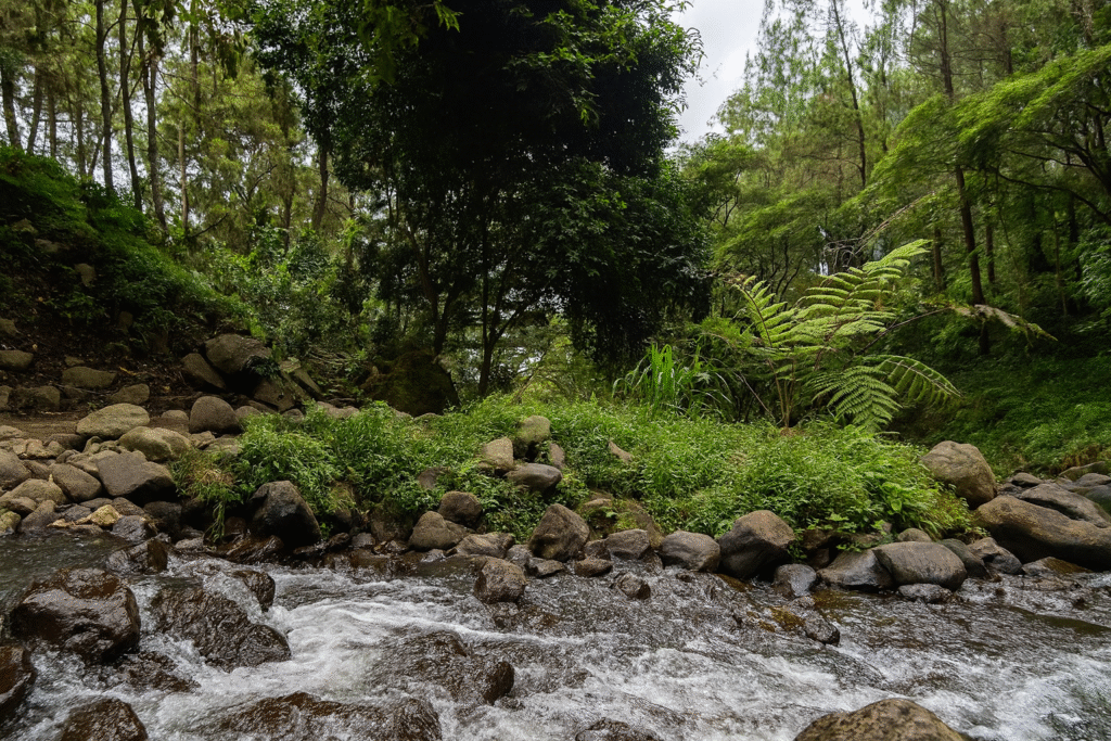 Suasana Bedengan Malang yang sejuk dan alami