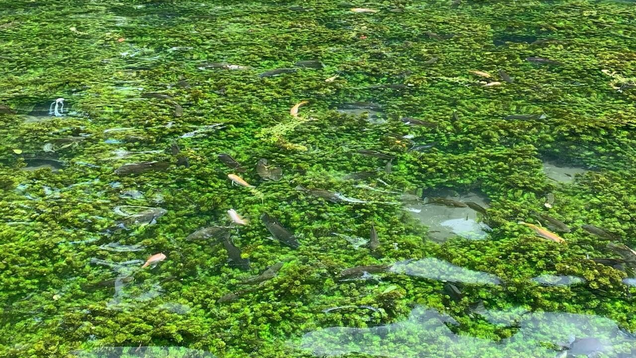 wisata Sumber Sira dengan air jernih dan ikan yang dilestarikan