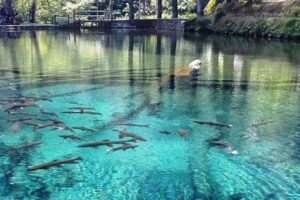 Rambut Monte Blitar, Oase Alami yang Tetap Bertahan di Tengah Gempuran Wisata Modern