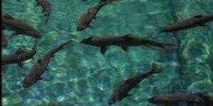 Mitos Ikan Dewa Rambut Monte, Antara Kepercayaan Lokal dan Wisata Alam Blitar