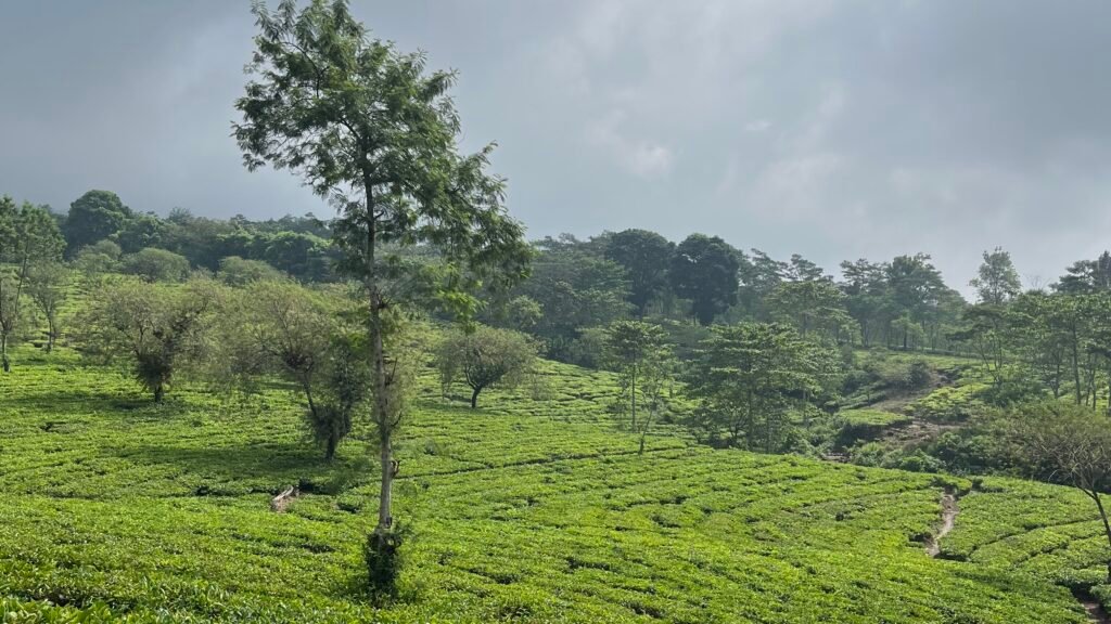 Bukit Kuneer, Rekomendasi Tempat Healing Hits di Malang