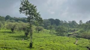 Bukit Kuneer, Rekomendasi Tempat Healing Hits di Malang