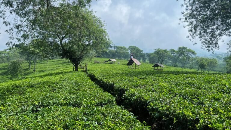 Hamparan hijau di Kebun Teh Wonosari