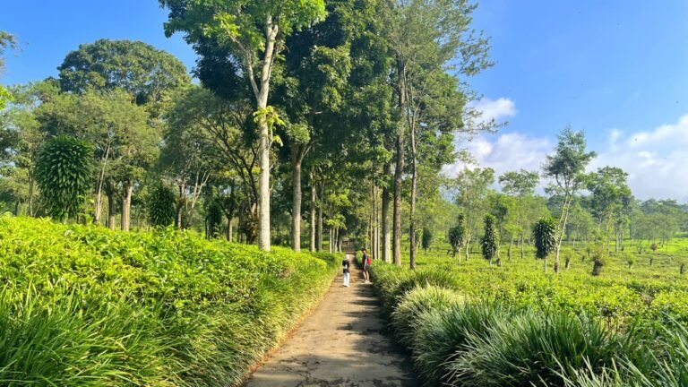 Jalur Kebun Teh Wonosari menuju Bukit Kuneer