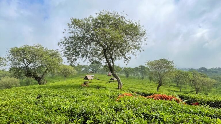 Panorama Kebun Teh Wonosari dari ketinggian