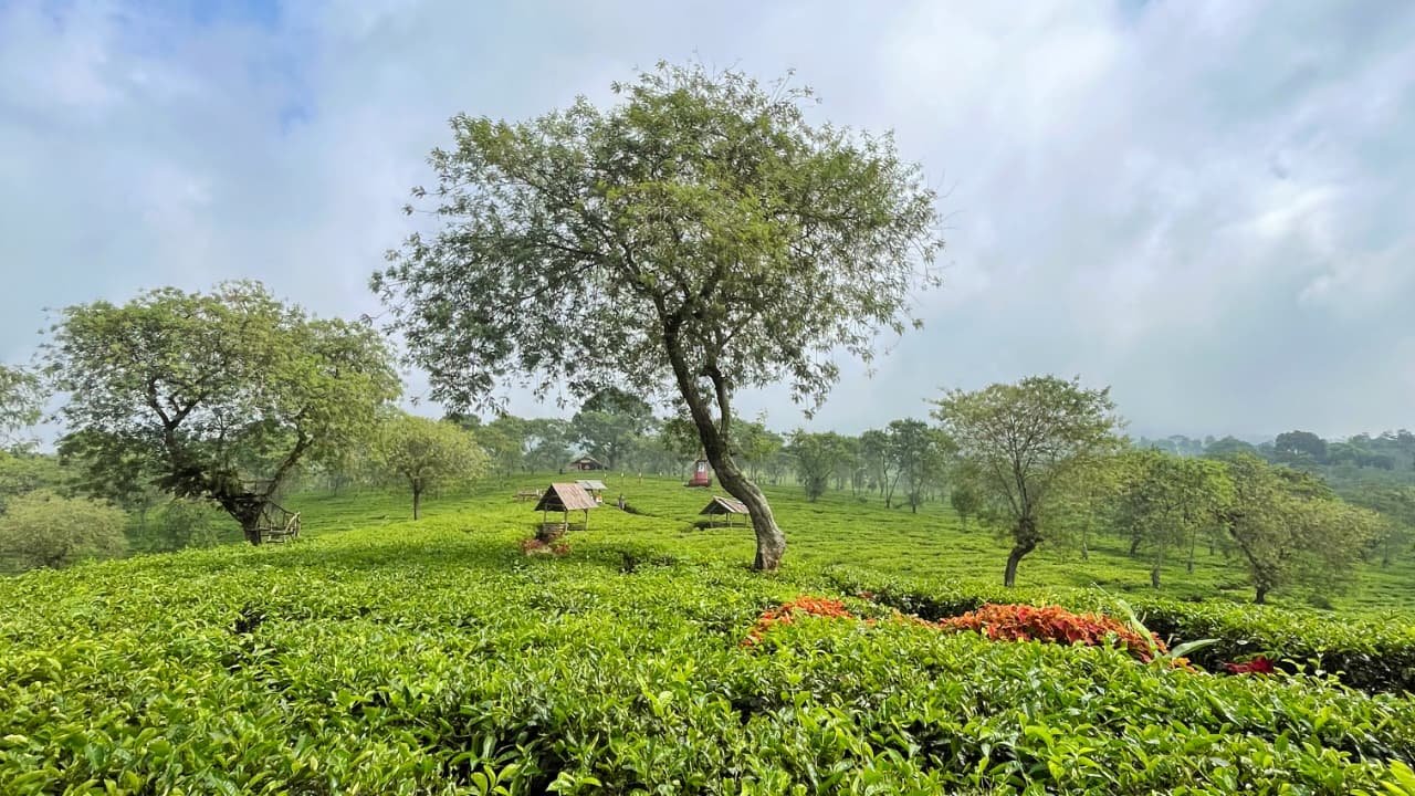 Kebun Teh Wonosari, Warisan Kolonial yang Menjadi Wisata Alam