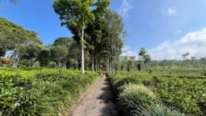 Perjalanan Penuh Makna Ketenangan di Bukit Kuneer Malang