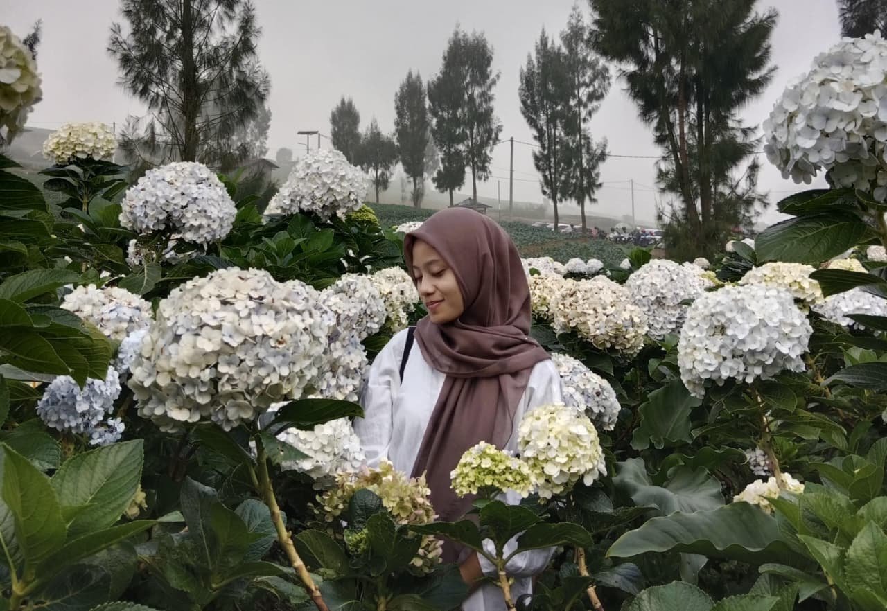 Sekali Muncul FYP Kebun Hortensia Cangar Langsung Jadi Incaran Gen Z